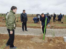 Площадь зеленых насаждений на Абшероне будет увеличена вдвое - министр экологии