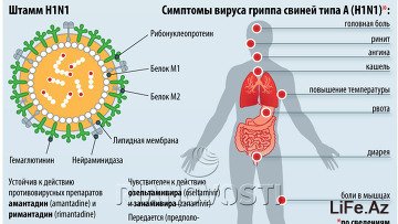 Свиной грипп: как понять, что человек заболел