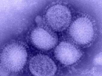ВОЗ повысила до максимального уровень угрозы пандемии гриппа A/H1N1